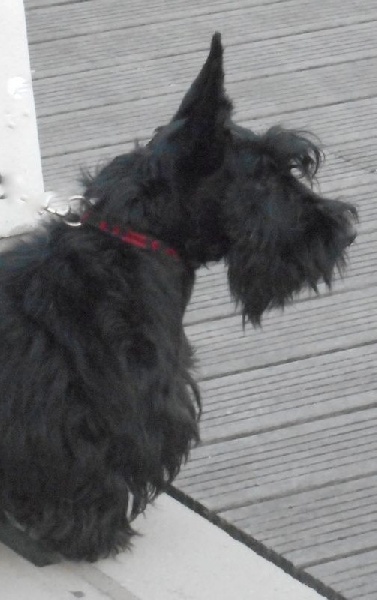 Les Scottish Terrier de l'affixe du logis d'ayoma