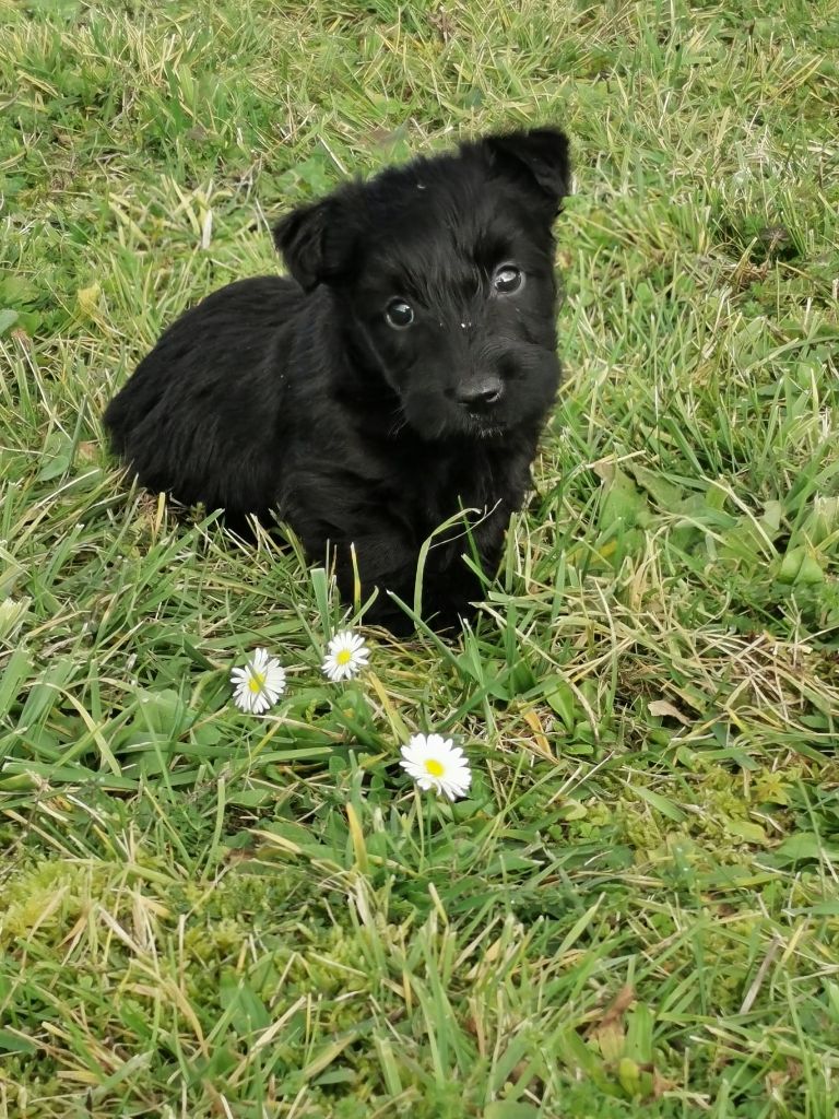 du logis d'ayoma - Chiot disponible  - Scottish Terrier