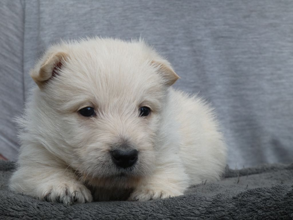 du logis d'ayoma - Chiot disponible  - Scottish Terrier