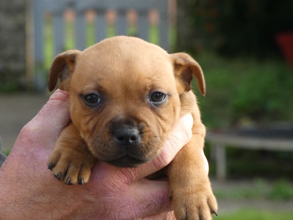 du logis d'ayoma - Chiot disponible  - Staffordshire Bull Terrier