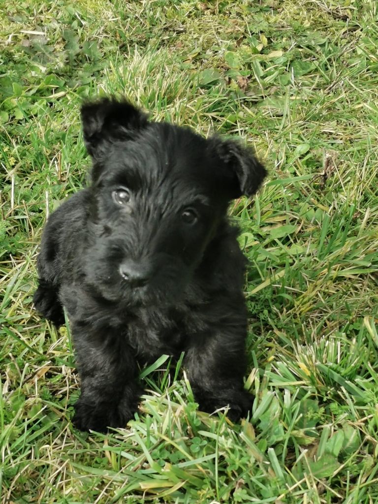 du logis d'ayoma - Chiot disponible  - Scottish Terrier