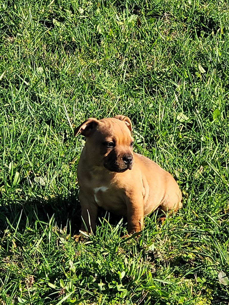 du logis d'ayoma - Chiot disponible  - Staffordshire Bull Terrier