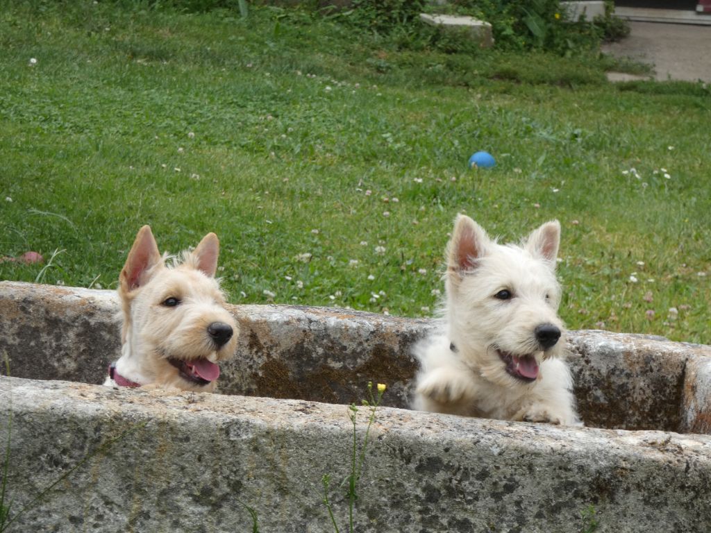 du logis d'ayoma - Chiot disponible  - Scottish Terrier