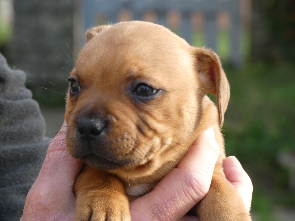 du logis d'ayoma - Chiot disponible  - Staffordshire Bull Terrier