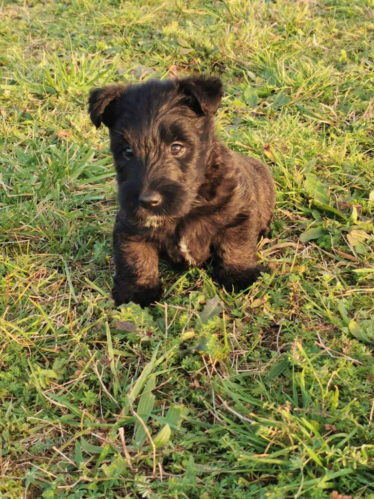 du logis d'ayoma - Chiot disponible  - Scottish Terrier