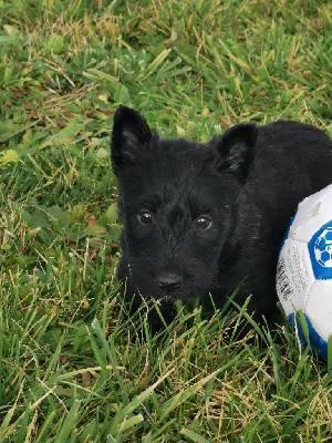 du logis d'ayoma - Scottish Terrier - Portée née le 22/10/2024