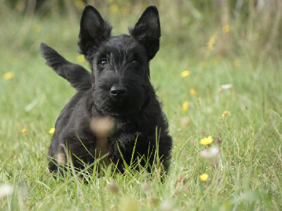 du logis d'ayoma - Scottish Terrier - Portée née le 03/08/2023