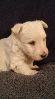 du logis d'ayoma - Scottish Terrier - Portée née le 01/01/2017