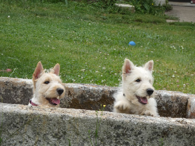 du logis d'ayoma - Scottish Terrier - Portée née le 06/04/2024