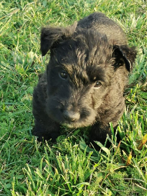 du logis d'ayoma - Scottish Terrier - Portée née le 22/10/2024