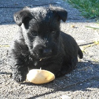 du logis d'ayoma - Scottish Terrier - Portée née le 09/01/2016