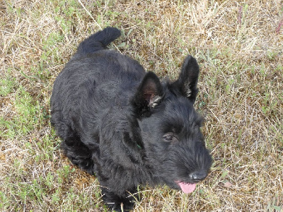 du logis d'ayoma - Scottish Terrier - Portée née le 06/05/2023