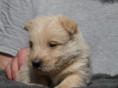 du logis d'ayoma - Scottish Terrier - Portée née le 06/04/2024