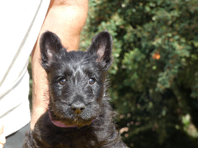 du logis d'ayoma - Scottish Terrier - Portée née le 03/08/2023