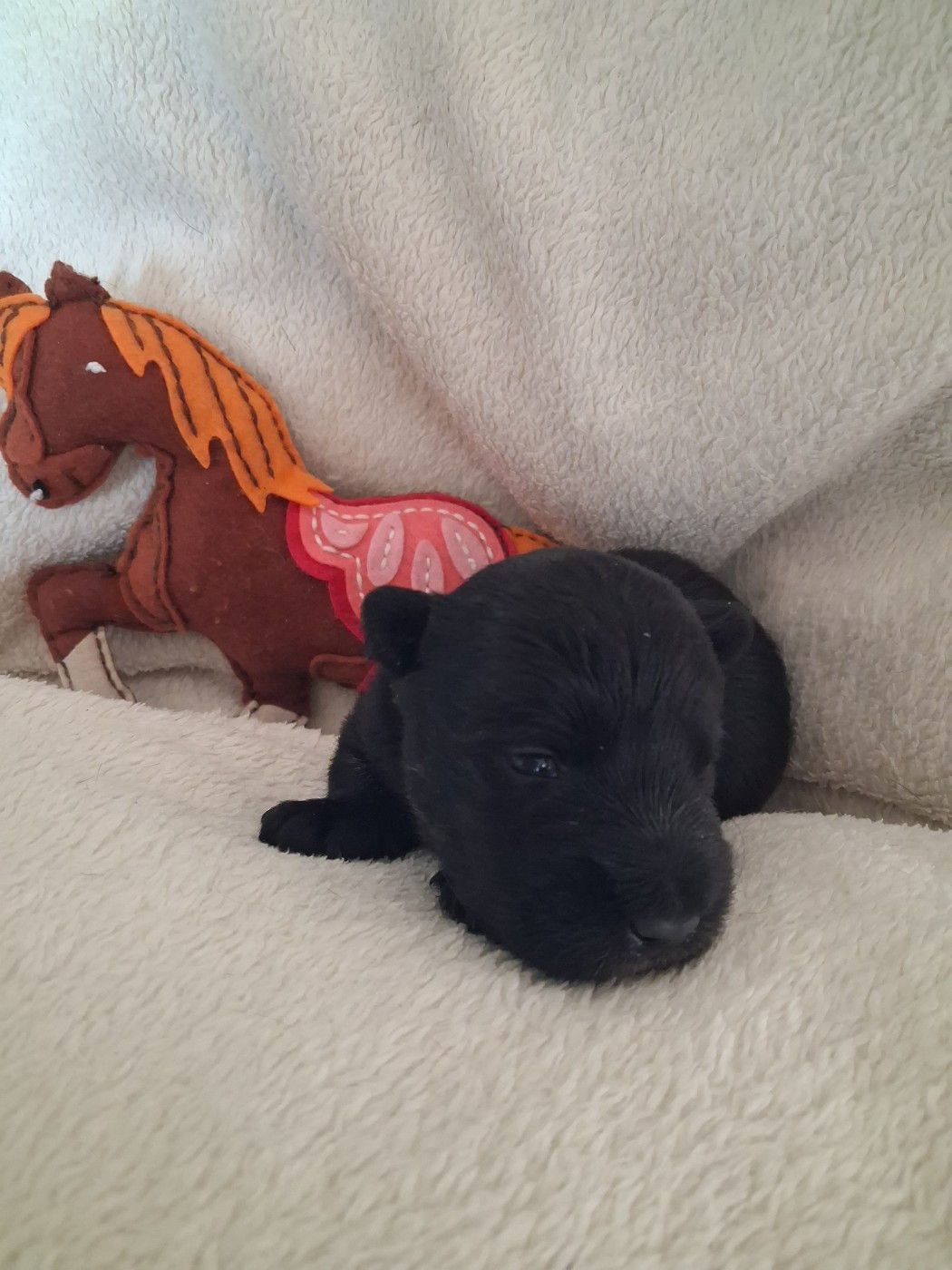 du logis d'ayoma - Chiots disponibles - Scottish Terrier