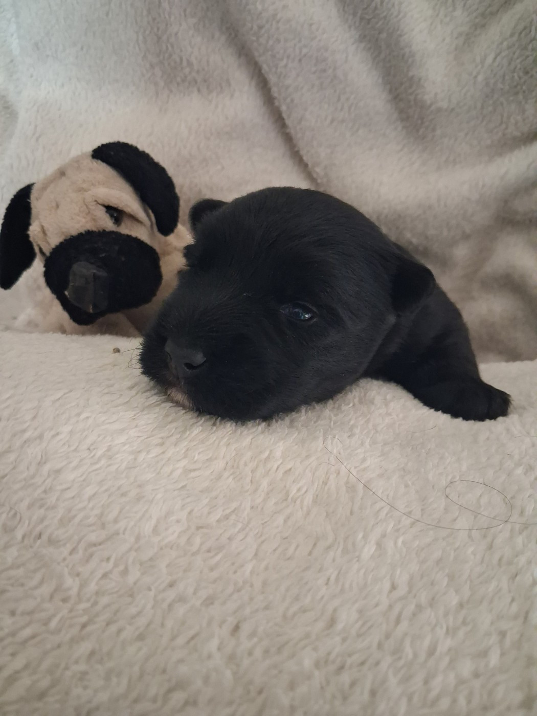 du logis d'ayoma - Chiots disponibles - Scottish Terrier