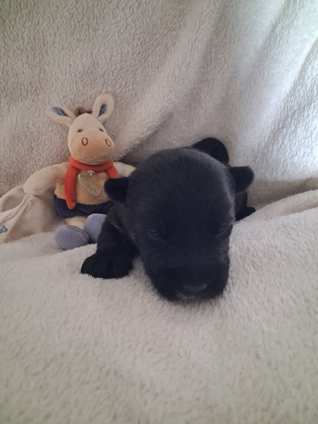 du logis d'ayoma - Chiots disponibles - Scottish Terrier