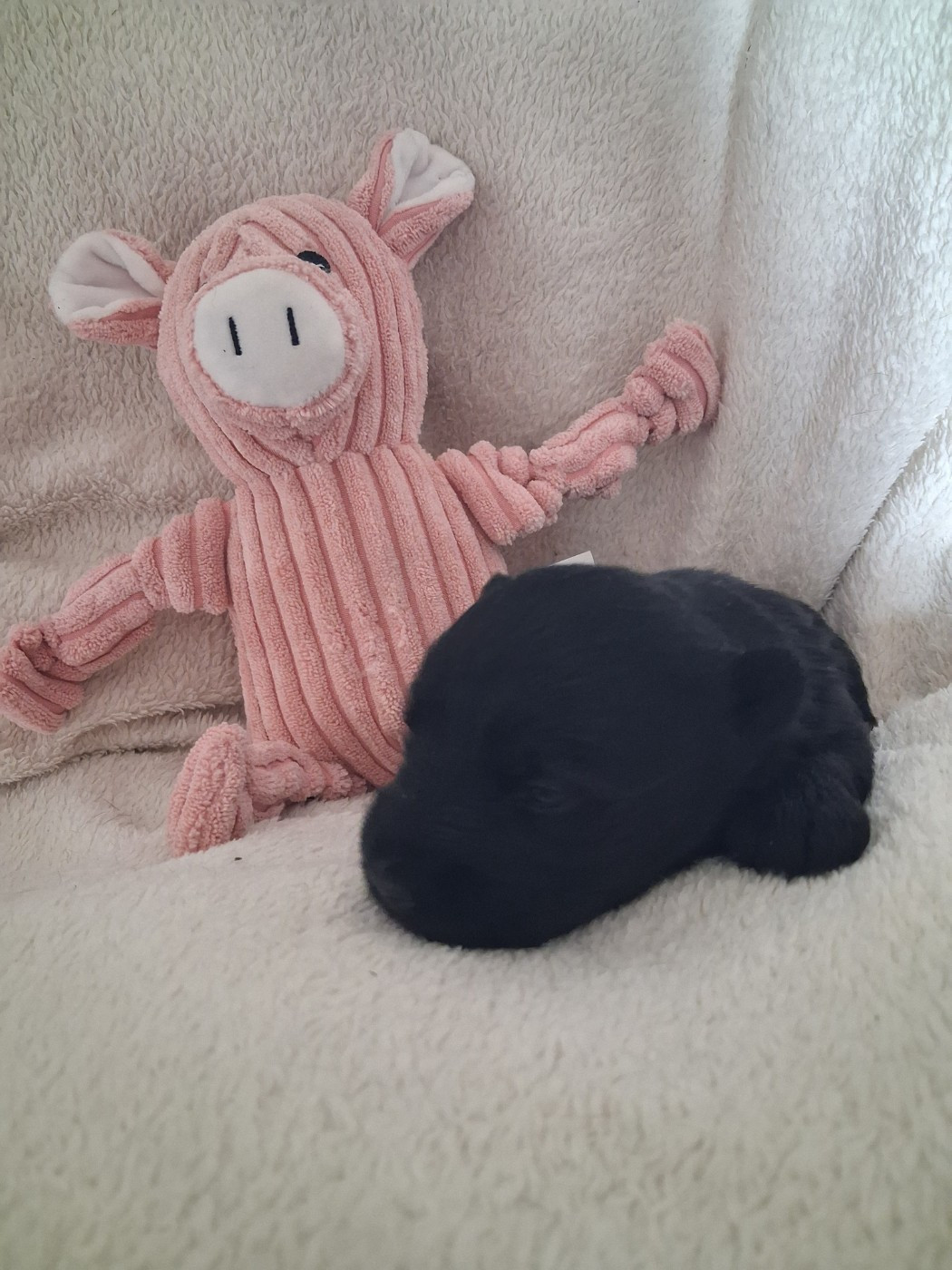 du logis d'ayoma - Chiots disponibles - Scottish Terrier