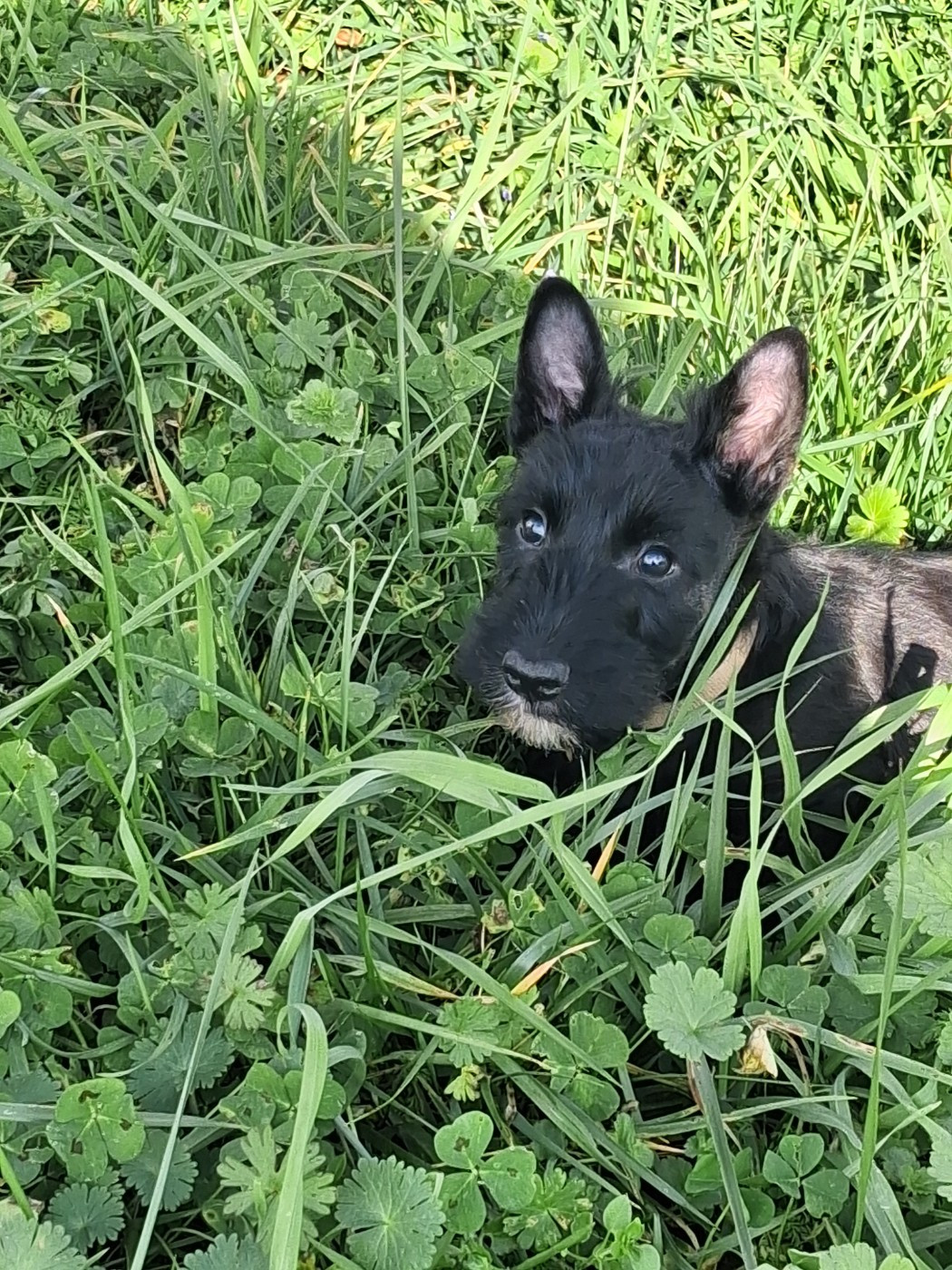 du logis d'ayoma - Chiots disponibles - Scottish Terrier