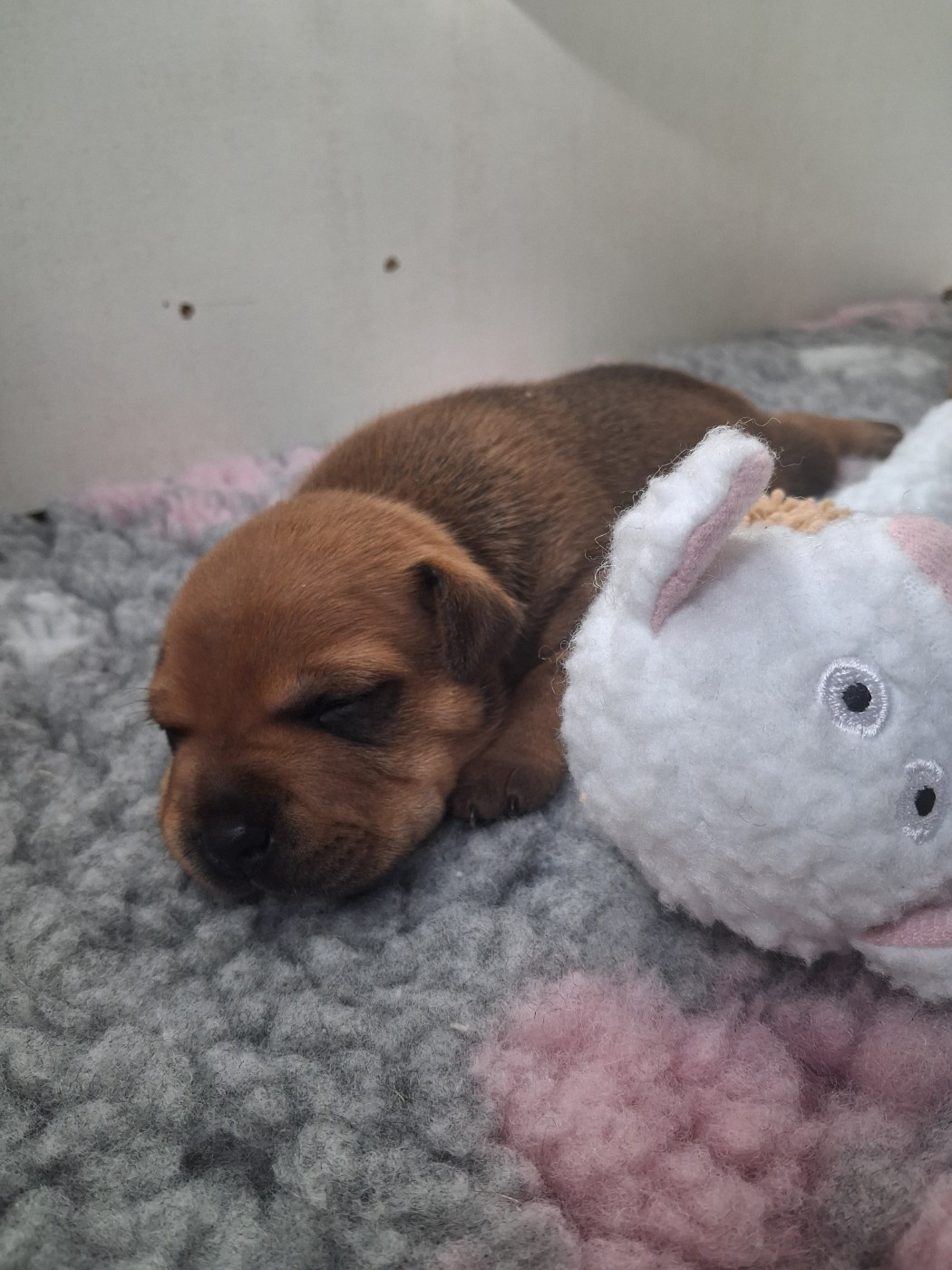 du logis d'ayoma - Chiots disponibles - Staffordshire Bull Terrier