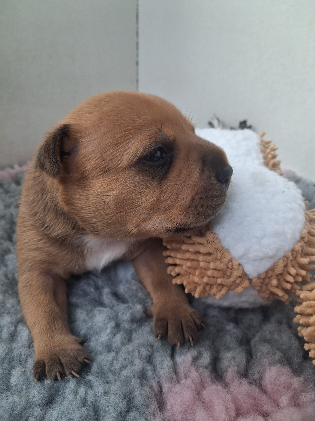 du logis d'ayoma - Chiots disponibles - Staffordshire Bull Terrier