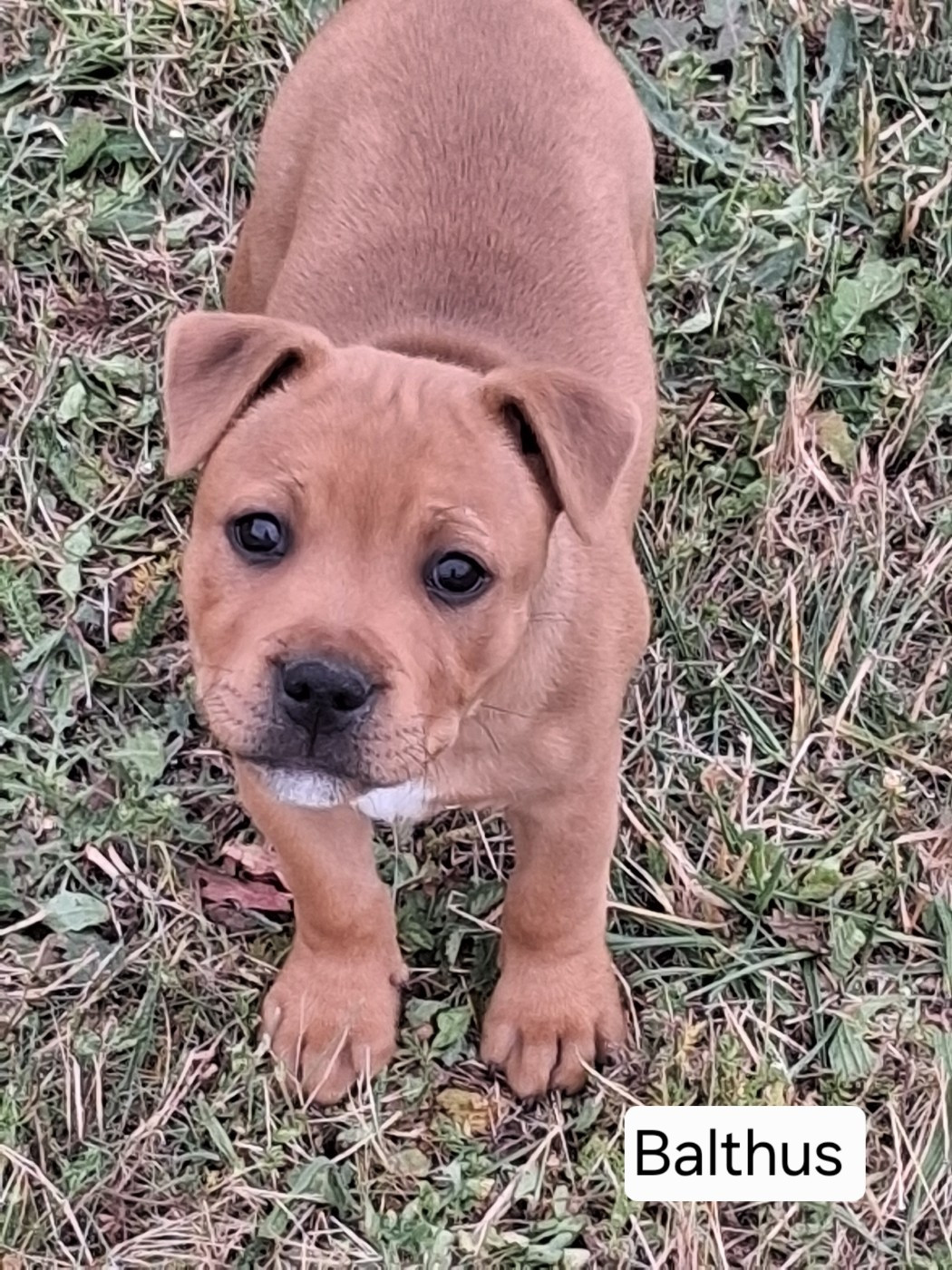 du logis d'ayoma - Staffordshire Bull Terrier - Portée née le 30/03/2026