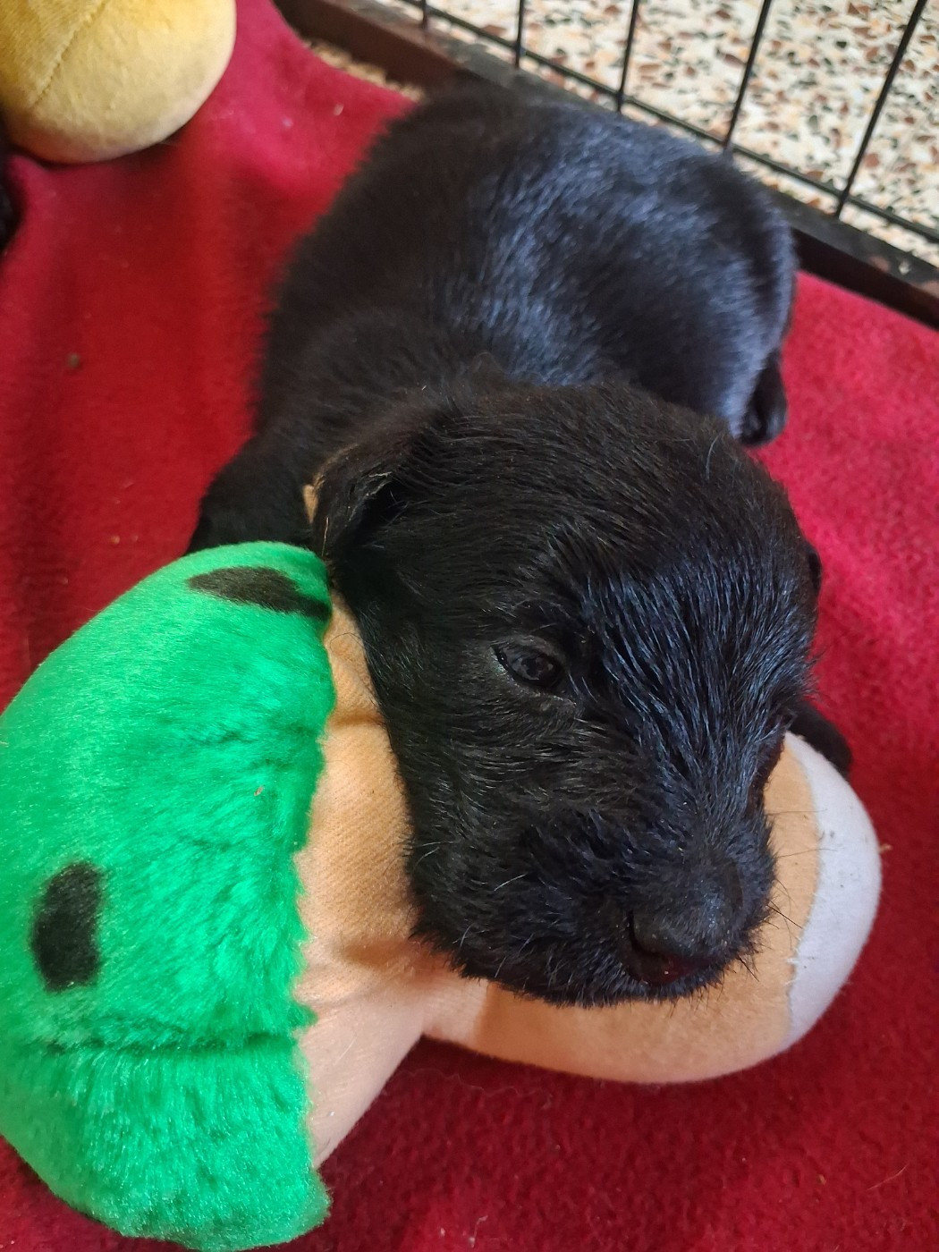 du logis d'ayoma - Chiots disponibles - Scottish Terrier