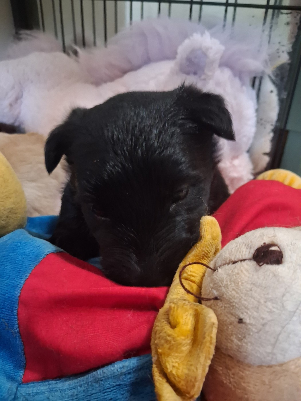 du logis d'ayoma - Chiots disponibles - Scottish Terrier