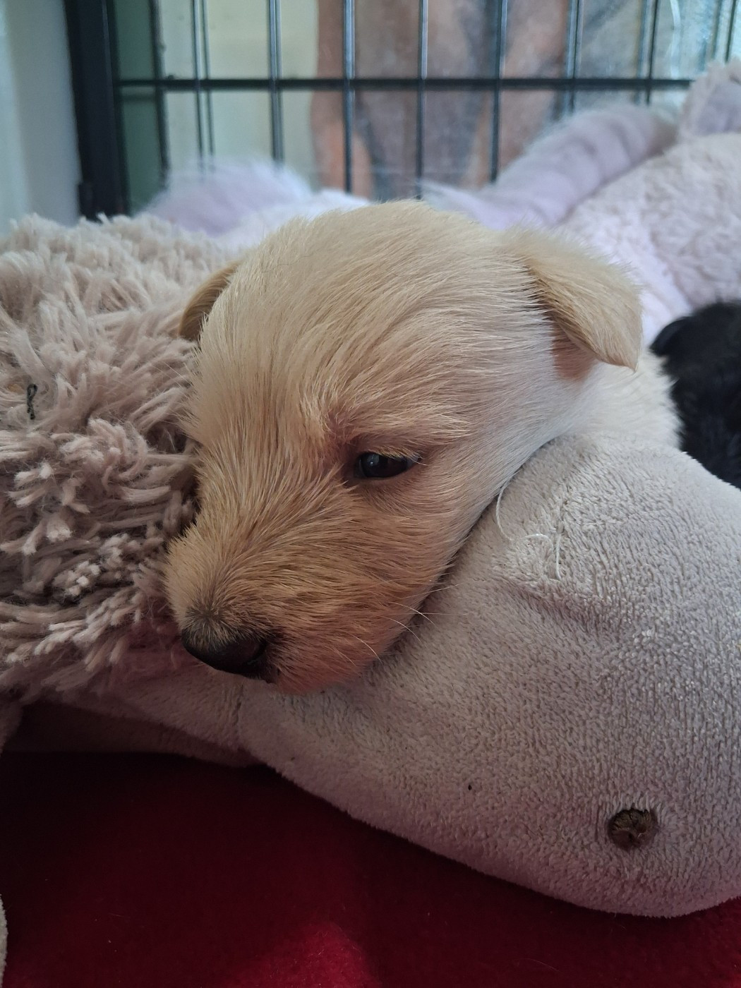 du logis d'ayoma - Chiots disponibles - Scottish Terrier