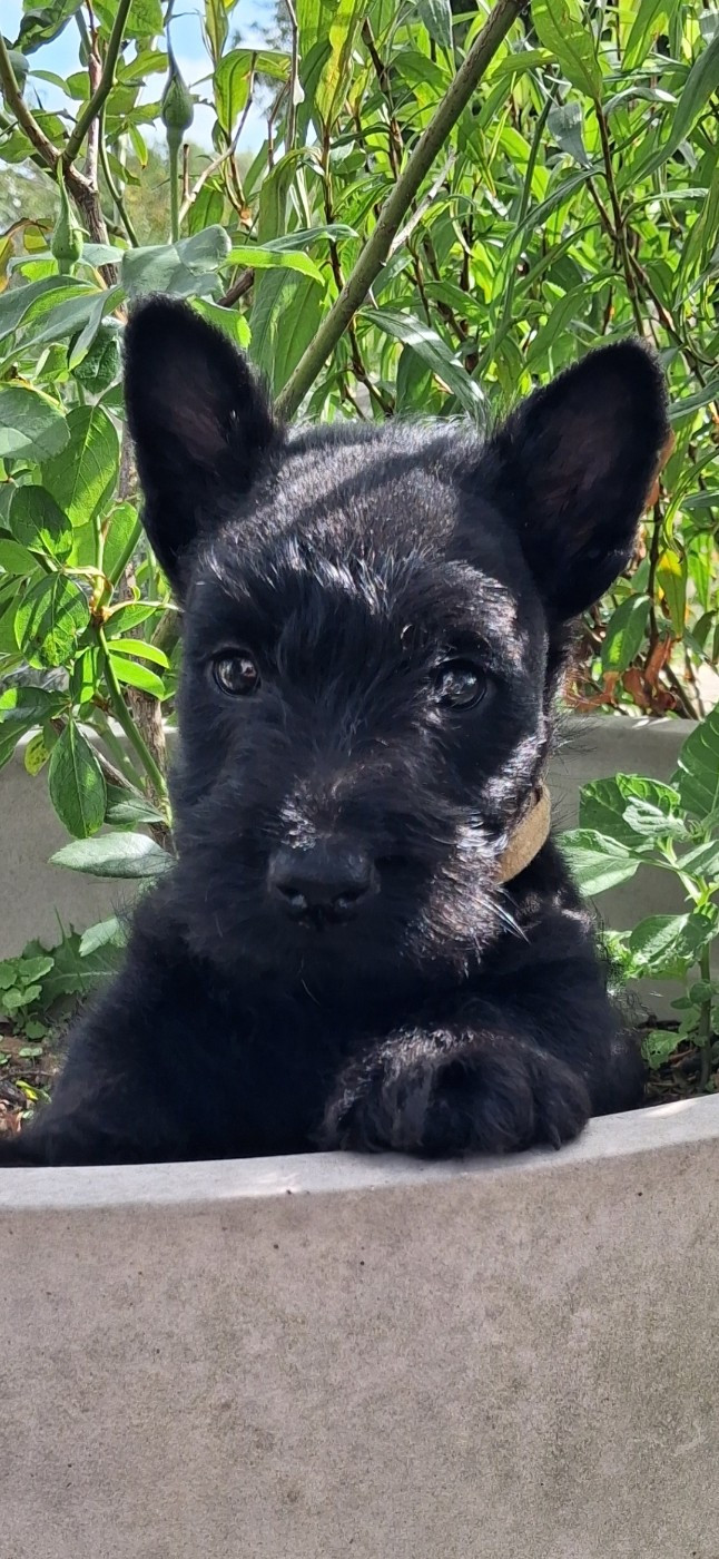du logis d'ayoma - Chiots disponibles - Scottish Terrier