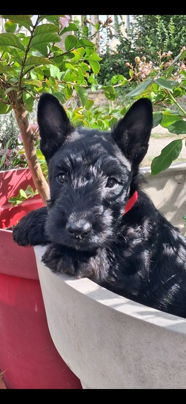 du logis d'ayoma - Chiots disponibles - Scottish Terrier