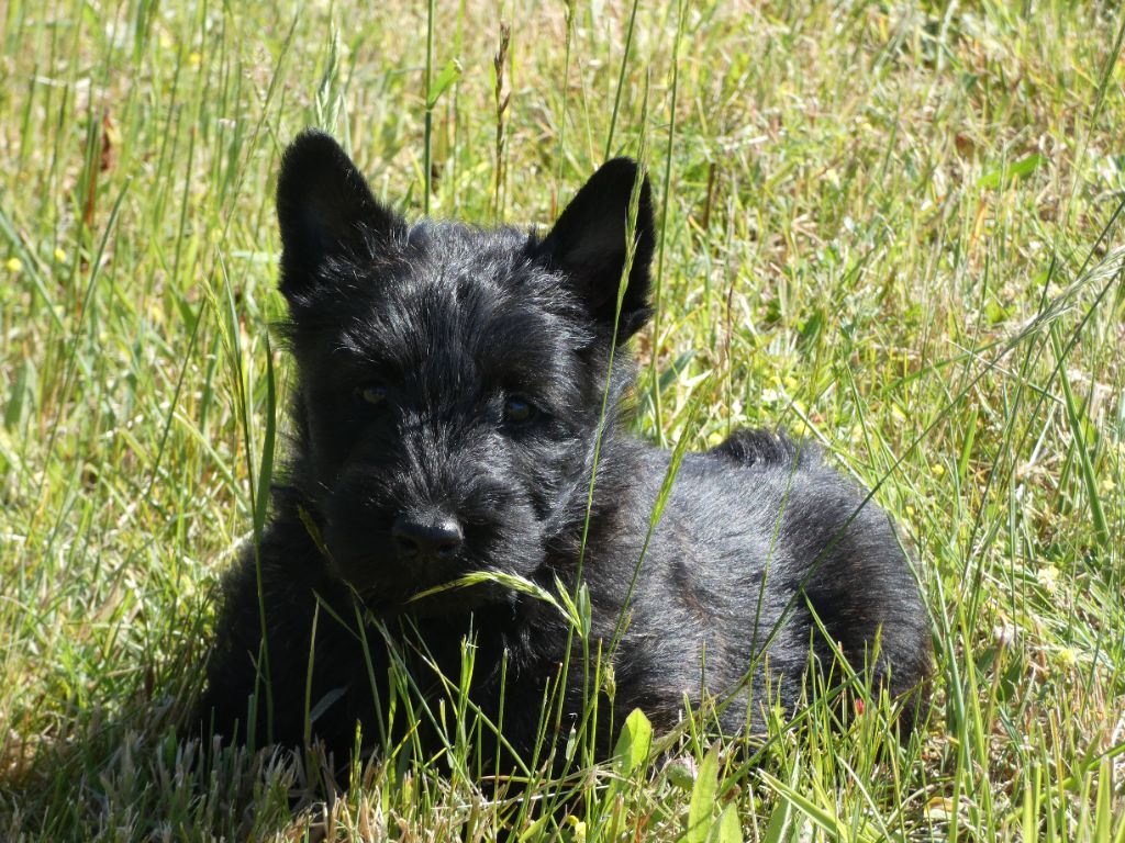 du logis d'ayoma - Chiots disponibles - Scottish Terrier