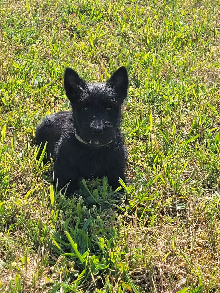du logis d'ayoma - Scottish Terrier - Portée née le 02/04/2025