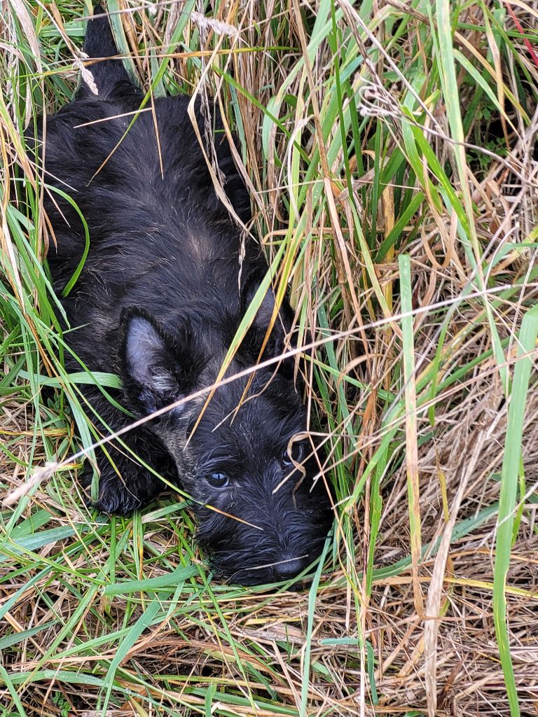 du logis d'ayoma - Scottish Terrier - Portée née le 22/10/2024