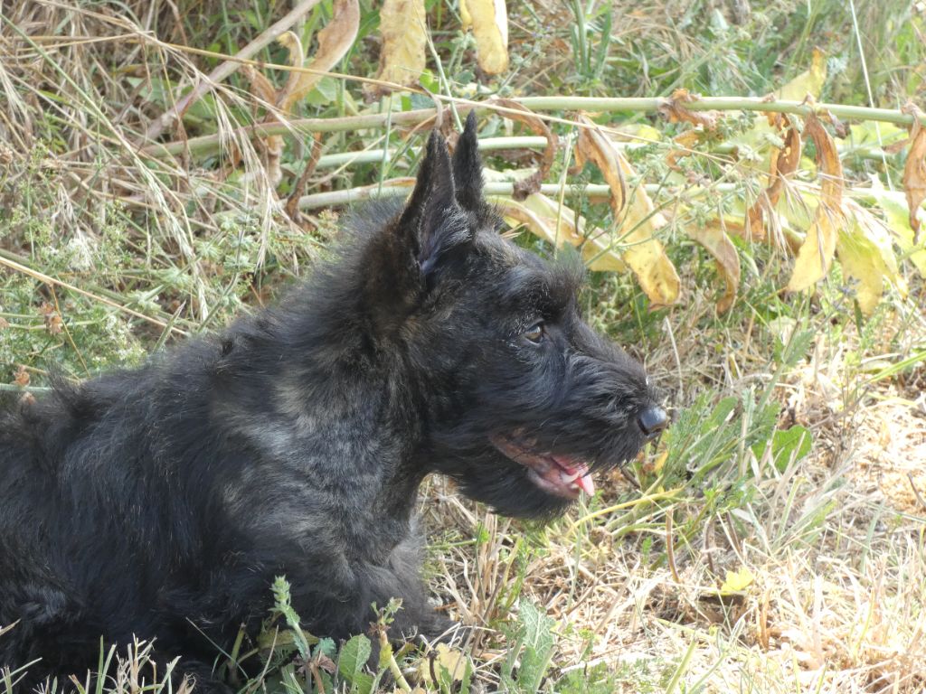du logis d'ayoma - Chiots disponibles - Scottish Terrier